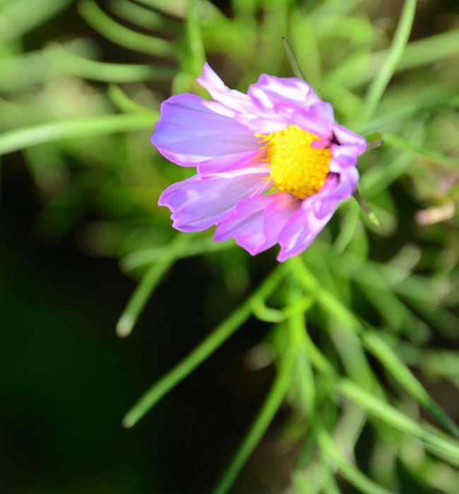 Cosmos bipinnatus 'Cosimo blanc rose'